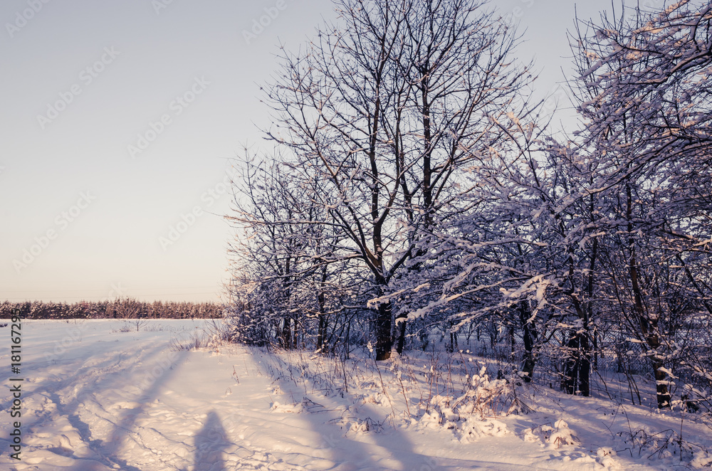 Obraz premium Winter Landscape with Snowy Forest