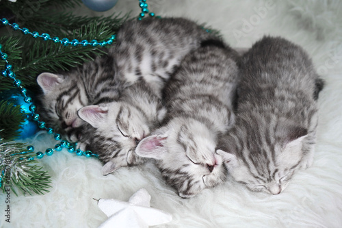 Kittens sleep under the tree. Christmas and New Year sleeping kittens