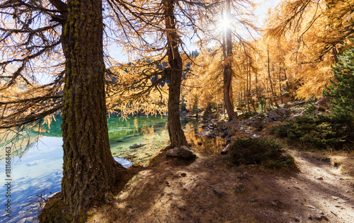 Stunning view of the Palpuogna lake near Albula pass with golden trees in autumn  Canton of Grisons  Switzerland