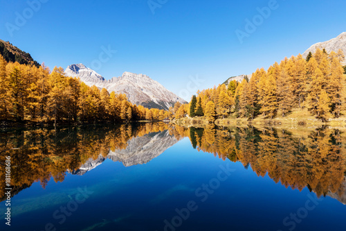 Stunning view of the Palpuogna lake near Albula pass with golden trees in autumn, Canton of Grisons, Switzerland