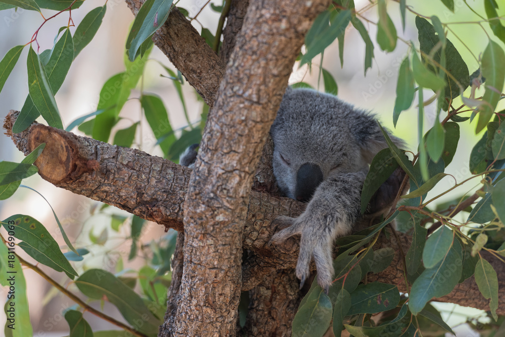 Naklejka premium Schlafender Koala