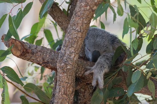 Fototapeta Naklejka Na Ścianę i Meble -  Schlafender Koala
