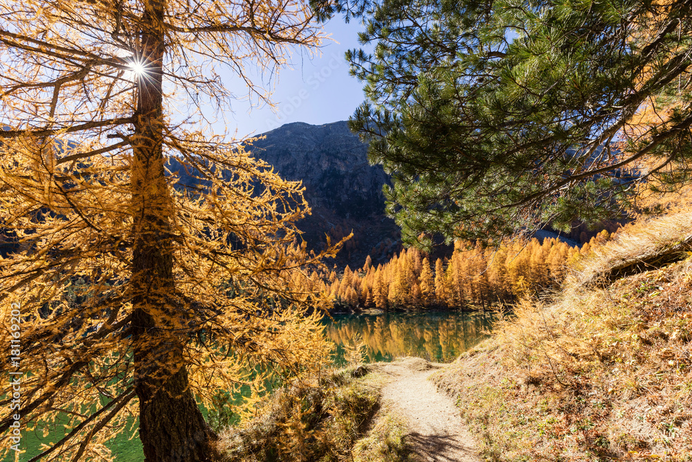 Stunning view of the Palpuogna lake near Albula pass with golden trees in autumn, Canton of Grisons, Switzerland Stunning view of the Palpuogna lake near Albula pass with golden trees in autumn, Canton of Grisons, Switzerland