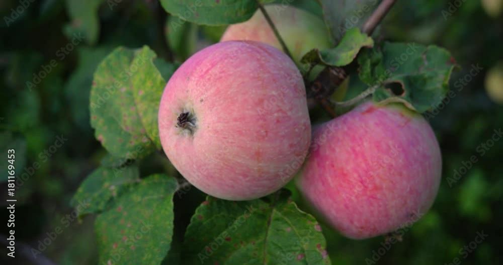 Cluster of Delicious, Organic Apples on a Tree. 4k DCI footage Cluster of Delicious, Organic Apples on a Tree. 4k DCI footage