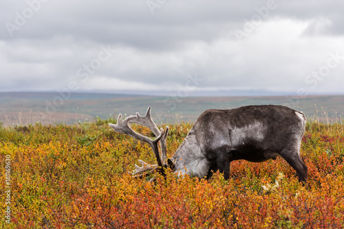 Avka is a general name for domesticated reindeer. Herd of reindeer grazes in the tundra nearby of polar circle. photo
