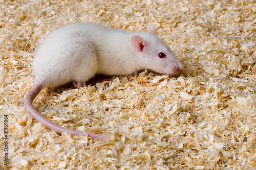 Albinoratte als Versuchstier für Tierversuche oder Heimtier
