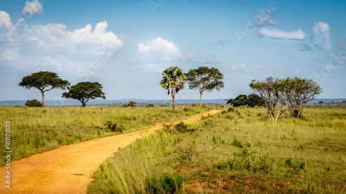A dirt road through beautiful Savannah trees in the Murchison Falls national park nearby lake Albert. Oil drilling will be happening nearby this road. photo