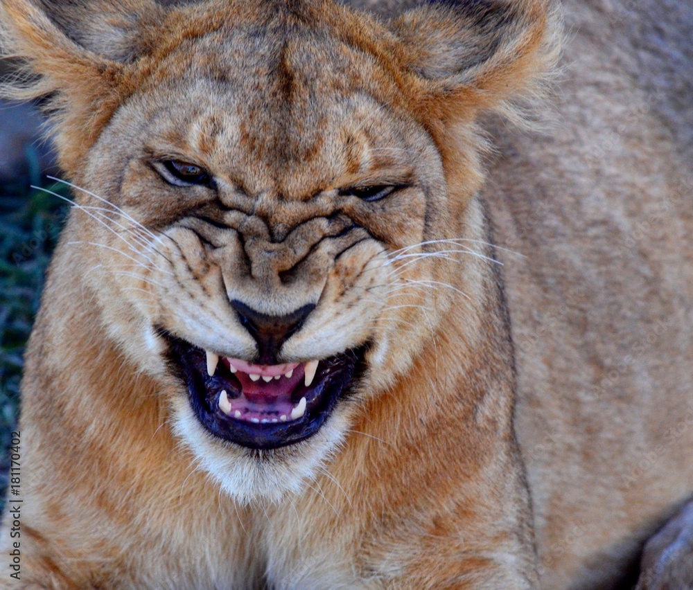 Obraz premium Lion Serengeti 2