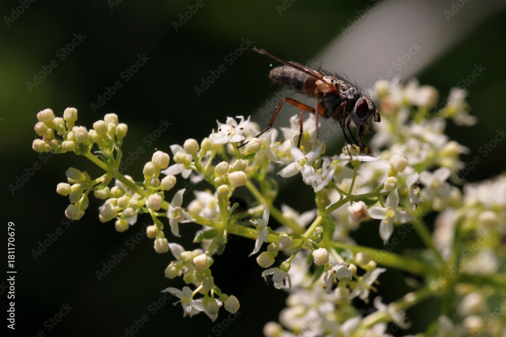 Wiesen-Labkraut (Galium mollugo agg.) mit Fliege Wiesen-Labkraut (Galium mollugo agg.) mit Fliege