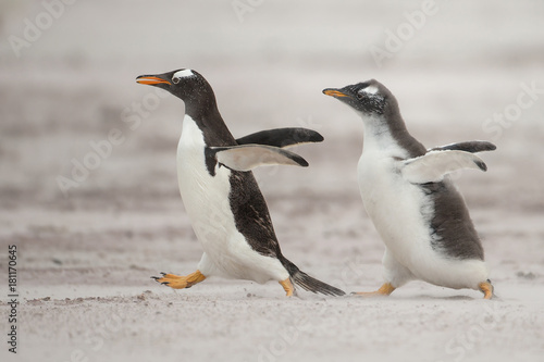 One young gentoo penguin running after the parent and asking for food