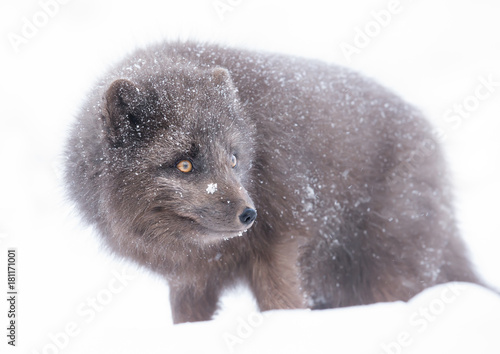 Blue Morph Arctic fox standing in the falling snow  winter in Iceland. © giedriius