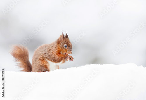 Red Squirrel sitting in the snow in winter, UK