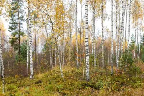Fototapeta Naklejka Na Ścianę i Meble -  The northern wood with birches in the fall, Latvia.