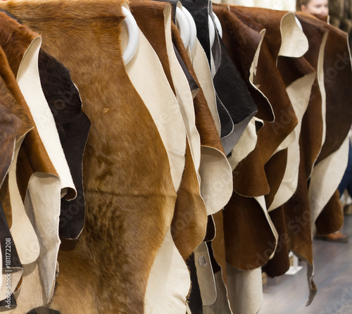 Cattle hides cow, hanging showcase in store different color black and brown. Russia Moscow photo