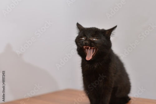 Black Cat sitting and looking at the camera, isolated on white photo