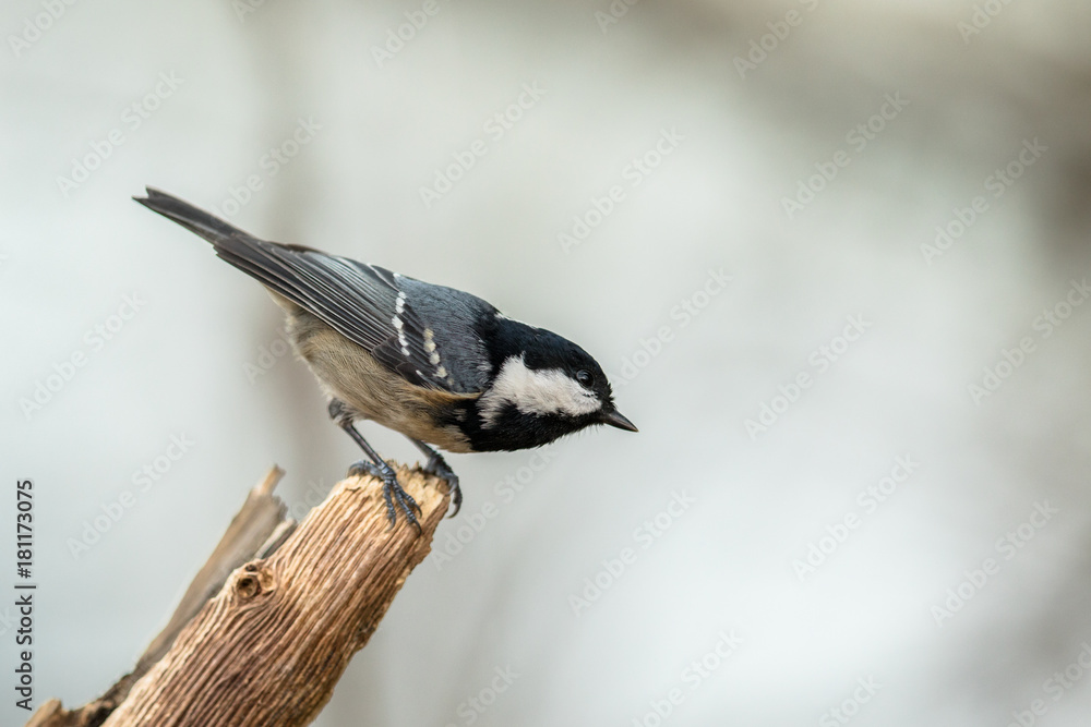 Coal tit sitting on top of a dead tree Coal tit sitting on top of a dead tree