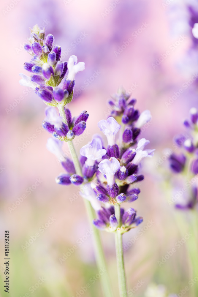 Obraz premium Lavender flowers.