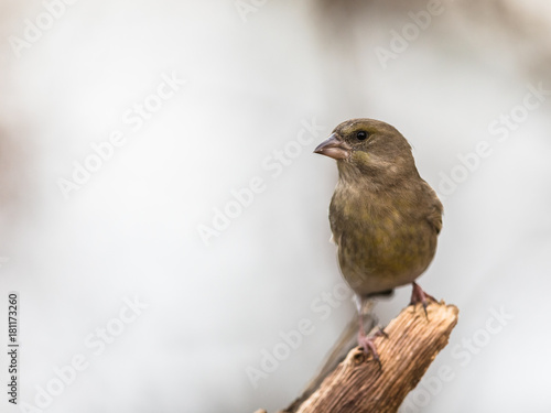 Greenfinch Chloris chloris, bird sitting on a dead branch, with soft natural background © Lillian