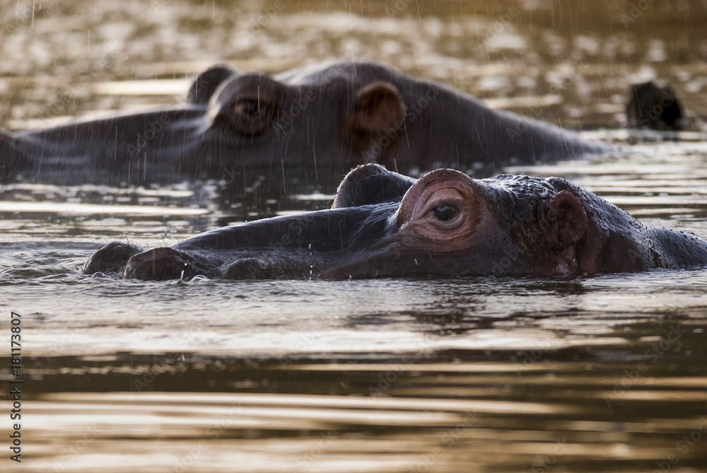 Fototapeta premium HIPPOPOTAMUS AMPHIBIUS, South Africa
