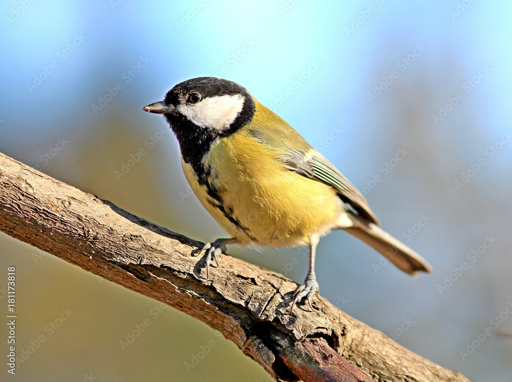 Obraz premium the titmouse poses for the photo