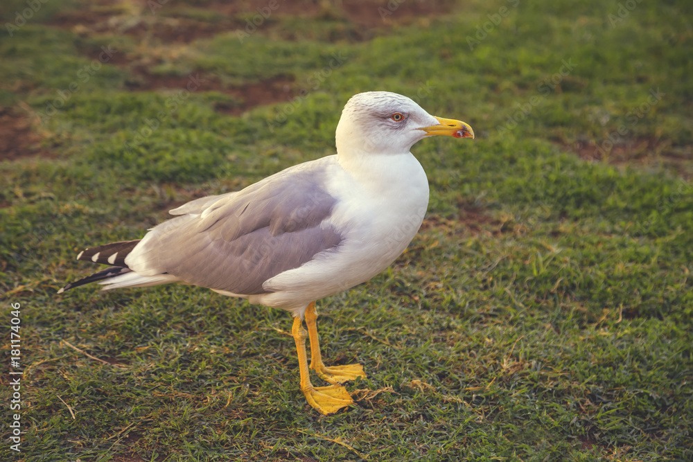 Gull in courtyard of the Pinecone 2 Gull in courtyard of the Pinecone 2