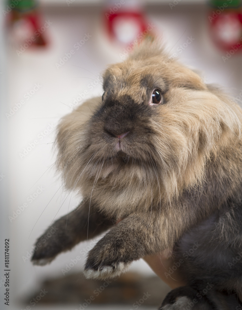 Fototapeta premium Closeup portrait of a pretty decorative rabbit