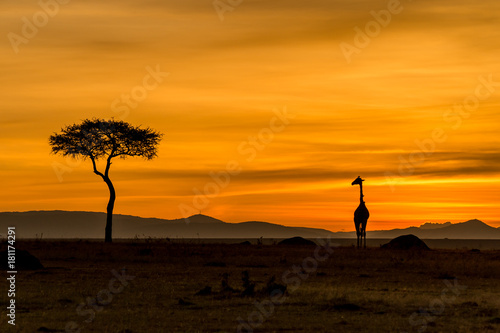 Giraffe in Masai Mara © Tomas Hulik