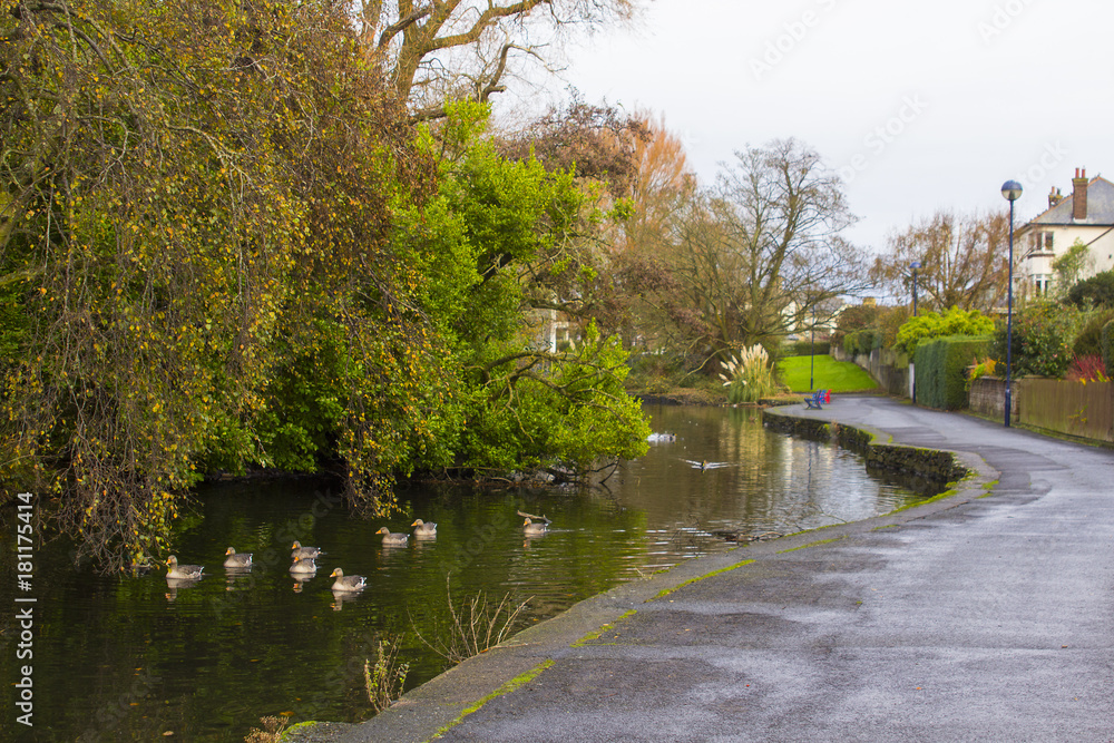 Fototapeta premium Small ducks swimming on the river that flows through Ward Park in Bangor County Down in Northern Ireland