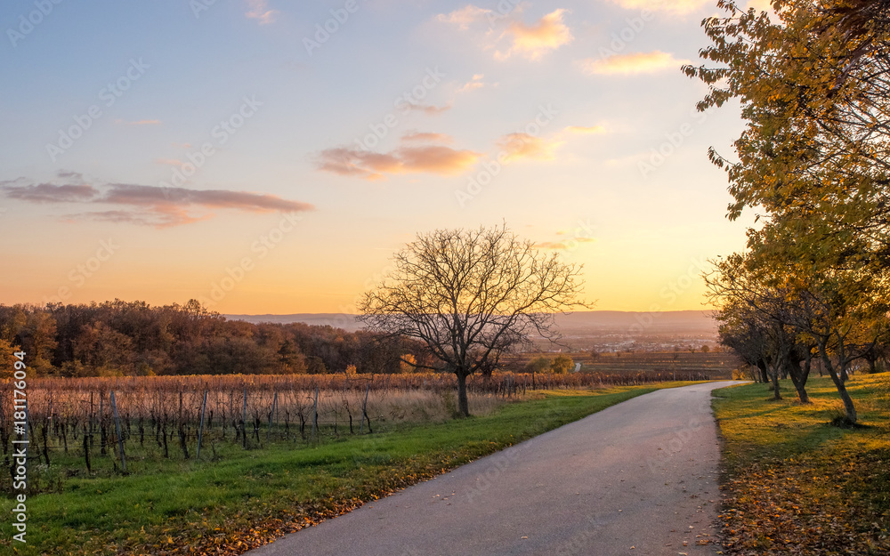 Herbstlandschaft mit Weg bei Eisenstadt im Burgenland