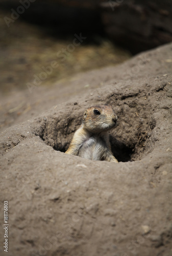 Wallpaper Mural Marmots in the zoo Torontodigital.ca