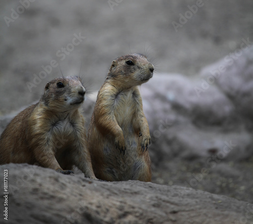 Marmots in the zoo © Charlotte