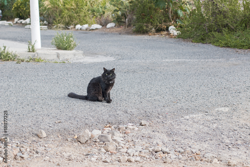 A black cat with green eyes in the middle of the street.