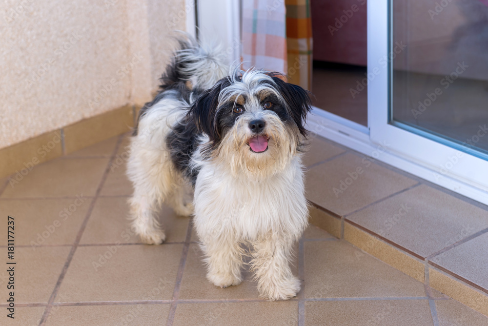 Fototapeta premium Cheerful, playful dog 