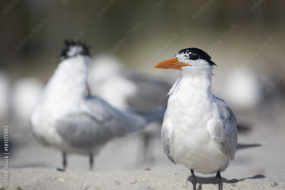 Portrait of shorebird royal tern Thalasseus on beach Portrait of shorebird royal tern Thalasseus on beach