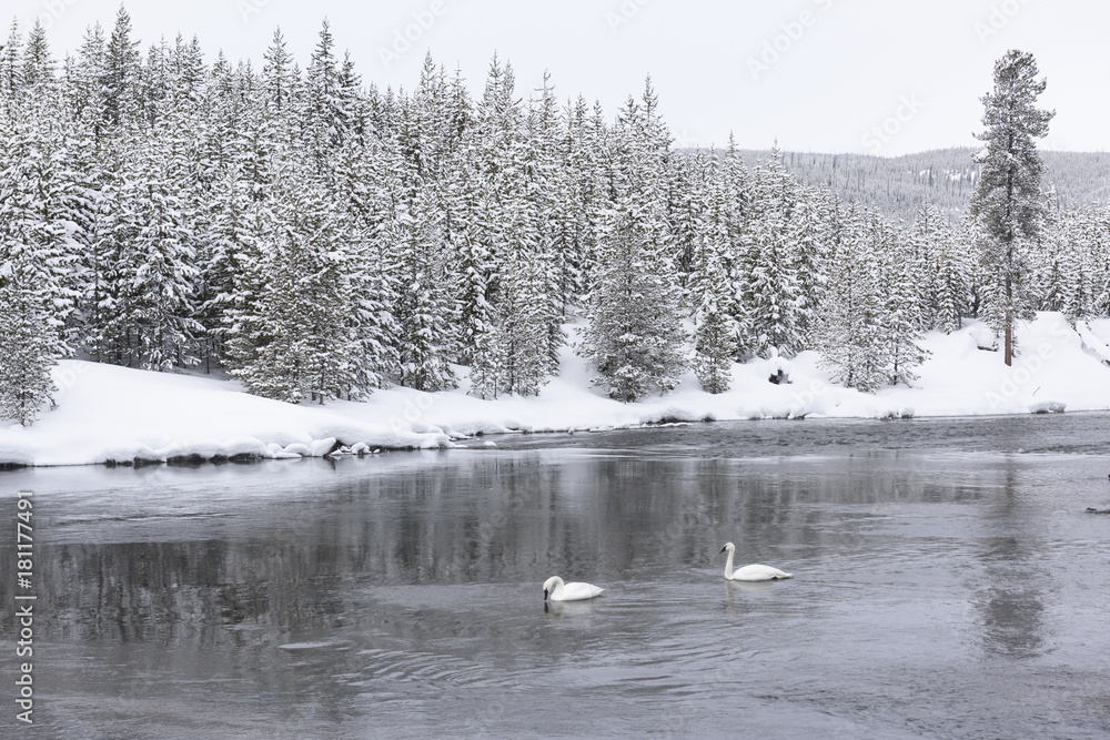 Obraz premium Two Trumpeter Swans during Winter in Yellowstone