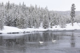 Two Trumpeter Swans during Winter in Yellowstone