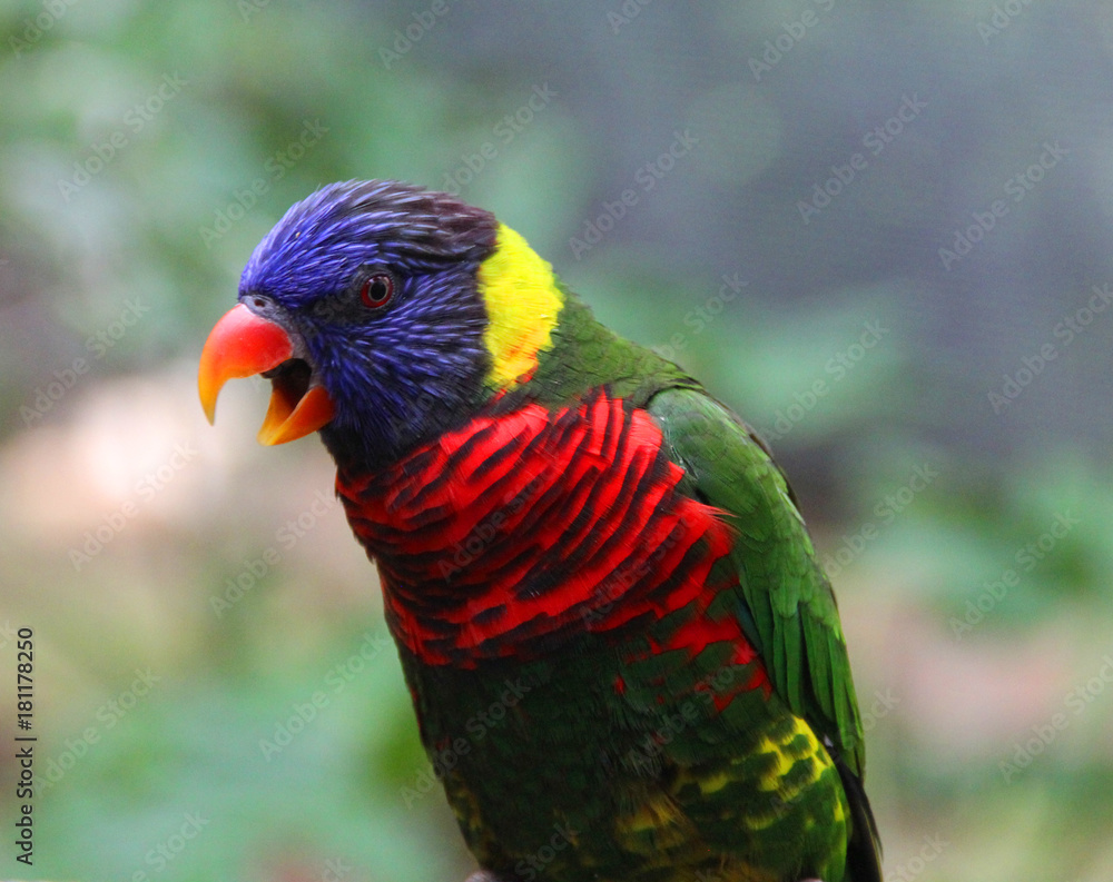 Rainbow Lorikeet Parrot