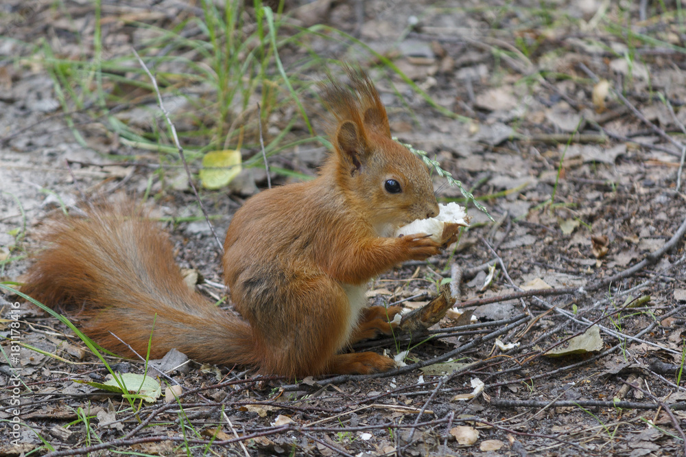 Fototapeta premium Red squirrel eating bread in the park. Animals