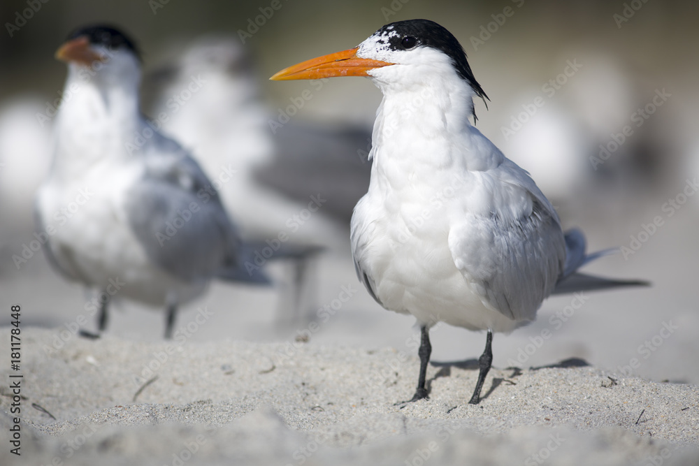 Portrait of shorebird royal tern Thalasseus on beach Portrait of shorebird royal tern Thalasseus on beach