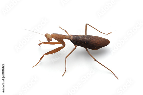 Giant African brown mantis isolated on white background