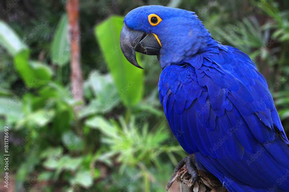 Naklejka premium Bright Blue Hyacinth Macaw