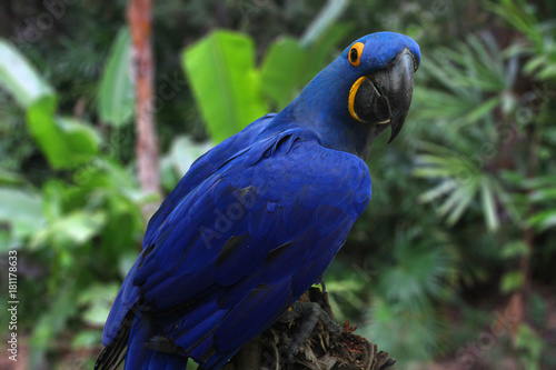 Bright Blue Hyacinth Macaw © erikakirky