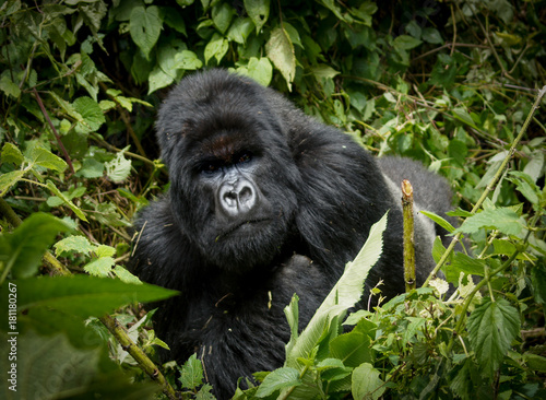 Adult  male silverback Rwandan Mountain Gorilla © Sharon