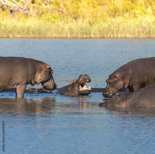 HIPPOPOTAMUS AMPHIBIUS  South Africa