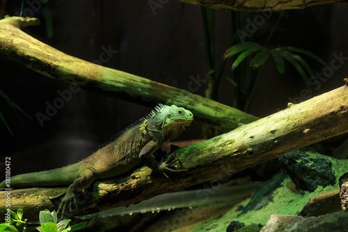 Green Reptile Resting on Tree