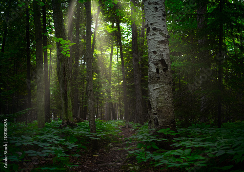 Birch forest with filtered golden sunbeams on lush green undergrowth