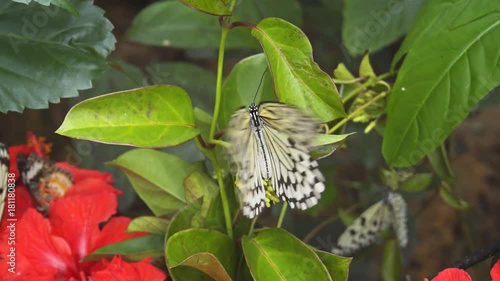 Tree Nymph and Other Butterflies amongst Flowering Plants photo