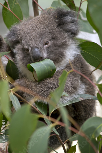 Fototapeta Naklejka Na Ścianę i Meble -  koala joey