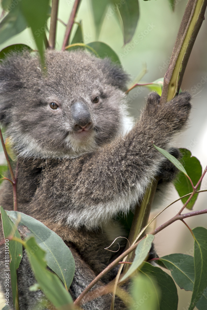 Obraz premium joey koala
