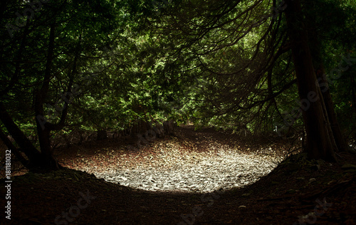 A sunlit forest clearing with trees and stones